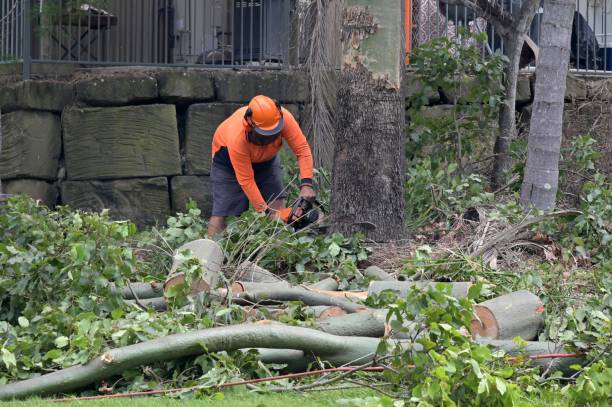 Best Hazardous Tree Removal  in Hudson, IL